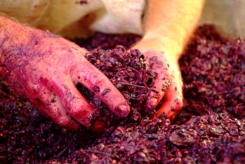 grape crushing with hands